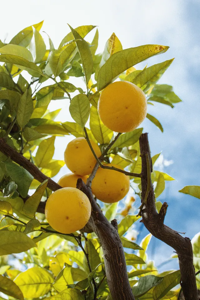 Lemons, Mill Valley